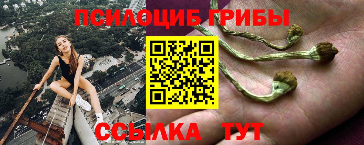 Сертолово  Галлюциногенные грибы Psilocybe  даркнет сайт  Вход с VPN 