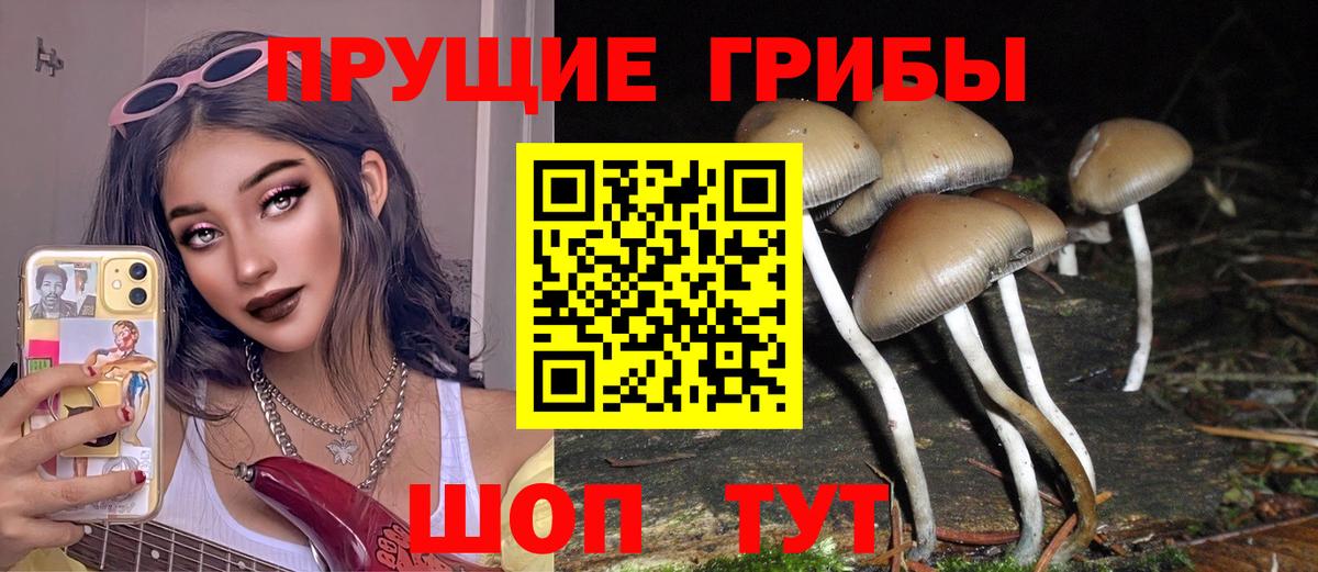 Псилоцибиновые грибы Cubensis Сертолово